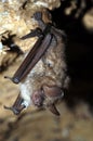 Geoffroy`s bat Myotis emarginatus Royalty Free Stock Photo